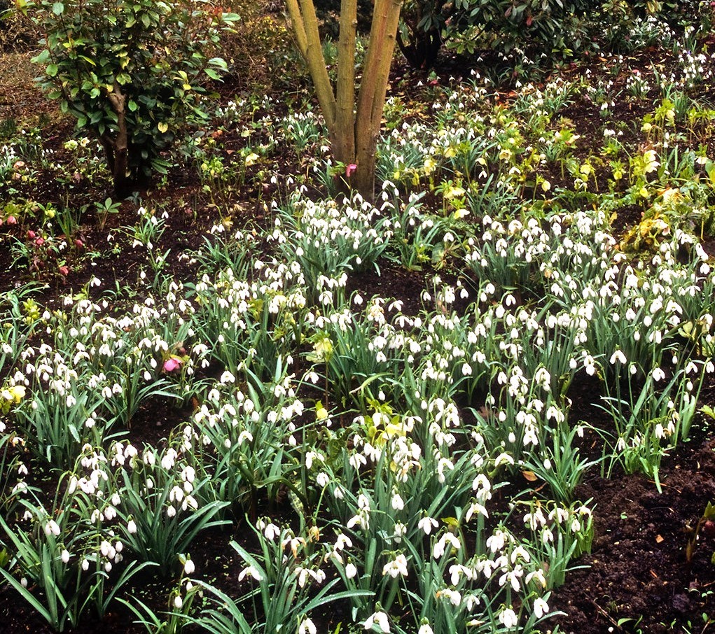The snowdrop display in the Bishop of St Albans extensive garden is spectacular - well worth a visit on Sundays in February and March